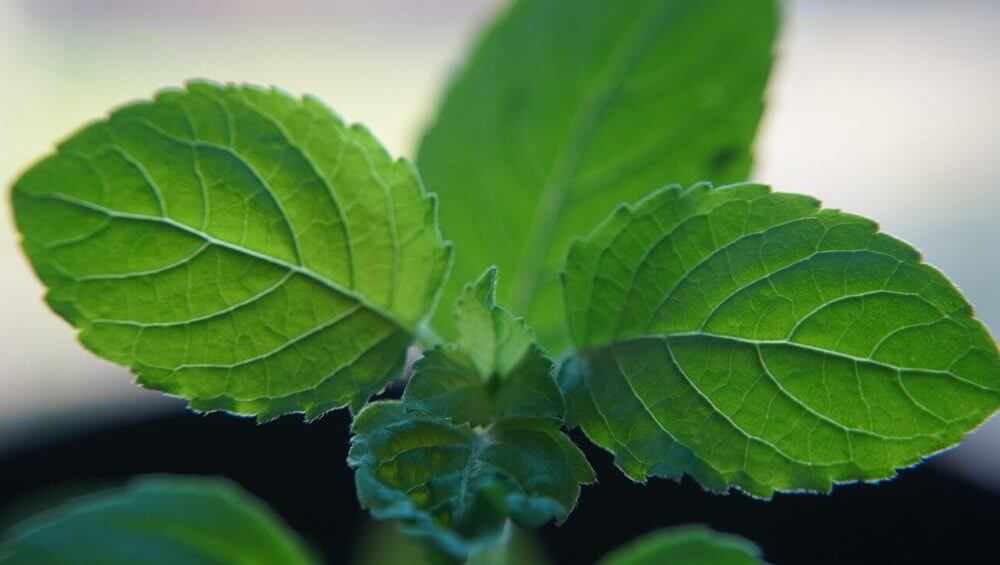 Discover the holistic benefits of adaptogenic herbs like Rhodiola, Ashwagandha & Holy Basil for mental health, vitality & overall well-being. - Kynd Medical in UK