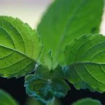 Discover the holistic benefits of adaptogenic herbs like Rhodiola, Ashwagandha & Holy Basil for mental health, vitality & overall well-being. - Kynd Medical in UK