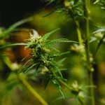 Unlocking the synergy: Terpenes' role in enhancing cannabinoid therapy. Explore sativa, terpenes, and more. Know more about terpenes in CBD in UK