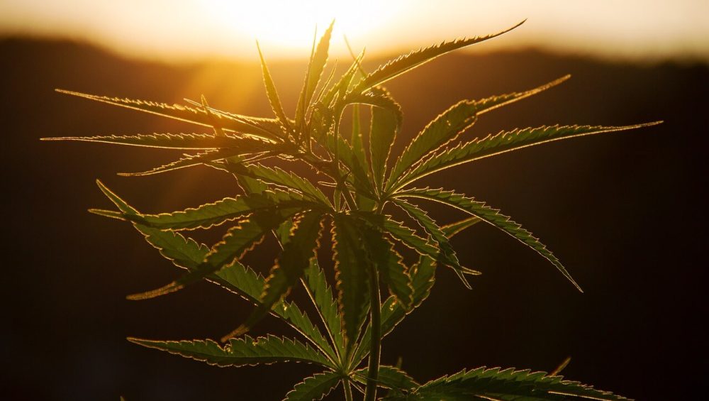 Discover the roots of 420 cannabis culture, its significance, and how it intertwines with CBD culture. Explore the origins of 420day cannabis celebration | Kynd Medical UK