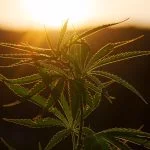 Discover the roots of 420 cannabis culture, its significance, and how it intertwines with CBD culture. Explore the origins of 420day cannabis celebration | Kynd Medical UK