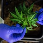 Exploring Medical Cannabis UK Laws, Benefits & its Legal Status | Medical Cannabis Clinic UK | Kynd Medical